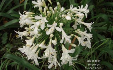 Agapanthus africanus (L.) Hoffmanns. 百子蓮