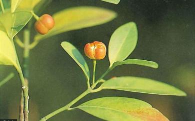 Euonymus pallidifolia Hayata, 1913 淡綠葉衛矛