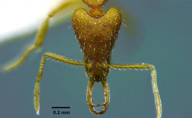 Strumigenys solifontis Brown, 1949 日本瘤顎家蟻