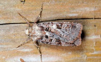 Diarsia formosensis (Hampson, 1909) 寶島歹夜蛾