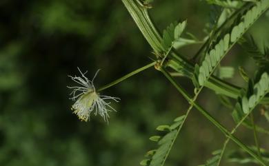 Desmanthus virgatus 多枝草合歡