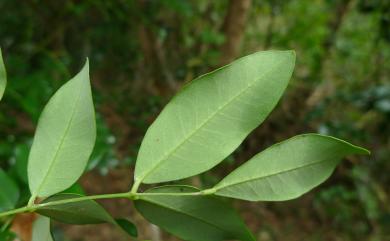 Caesalpinia crista L. 搭肉刺