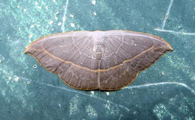 Microblepsis violacea (Butler, 1889) 灰褐鉤蛾
