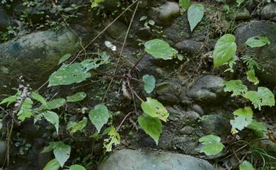 Begonia bouffordii C.I Peng 九九峰秋海棠