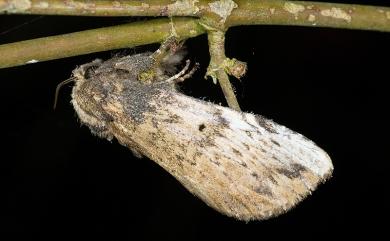Norracoides basinotata Wileman, 1910 朴娜舟蛾
