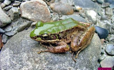 Odorrana swinhoana (Boulenger, 1903) 斯文豪氏赤蛙