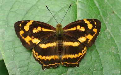 Symbrenthia lilaea formosanus Fruhstorfer, 1908 散紋盛蛺蝶