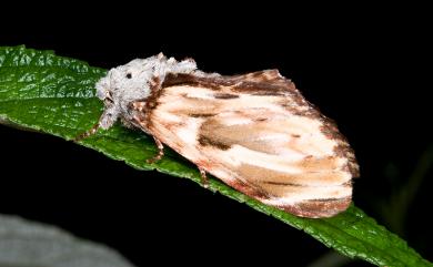 Neopheosia fasciata fasciata (Moore, 1888) 雲舟蛾