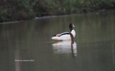 Tadorna tadorna (Linnaeus, 1758) 花鳧