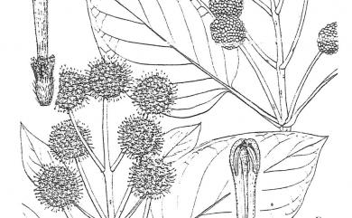 Sinoadina racemosa (Siebold & Zucc.) Ridsdale 水團花