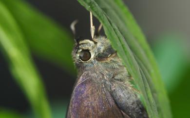 Hasora taminatus vairacana Fruhstorfer, 1911 圓翅絨弄蝶