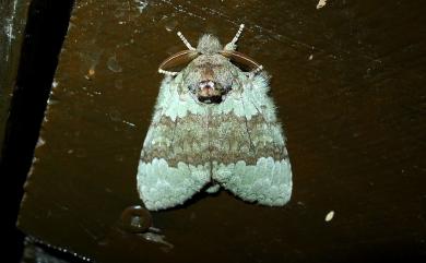 Netria viridescens continentalis Schintlmeister, 2006 小梭舟蛾