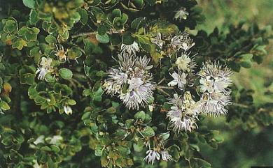 Symplocos nokoensis (Hayata) Kaneh. 能高山灰木