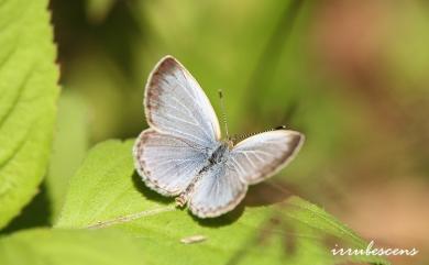 Zizeeria maha okinawana 藍灰蝶