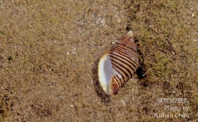 Pollia undosa (Linnaeus, 1758) 粗紋峨螺