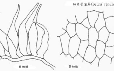 Colura tenuicornis 細角管葉蘚