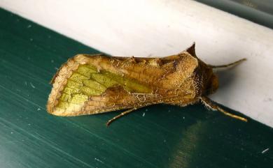 Thysanoplusia orichalcea (Fabricius, 1775) 弧金翅夜蛾