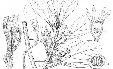 Scaevola taccada (Gaertn.) Roxb. 草海桐