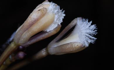 Lecanorchis multiflora var. multiflora 三裂皿蘭