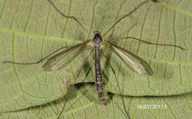 Liogma pectinicornis Alexander, 1928 櫛角滑大蚊