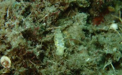 Gymnodoris okinawae Baba, 1936 沖繩多角海牛