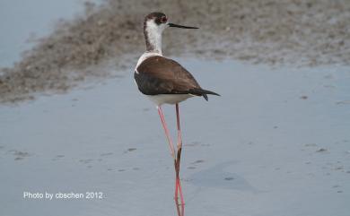 Himantopus himantopus (Linnaeus, 1758) 高蹺鴴