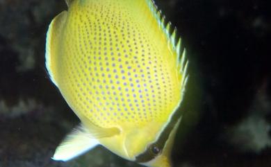 Chaetodon citrinellus Cuvier, 1831 胡麻斑蝴蝶魚