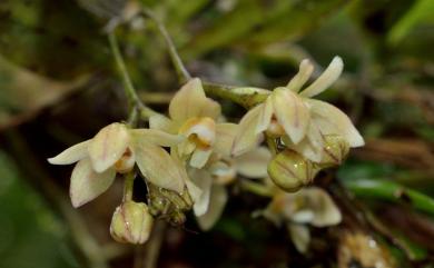 Thrixspermum saruwatarii (Hayata) Schltr. 小白蛾蘭