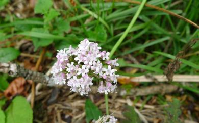 Valeriana fauriei Briq. 纈草