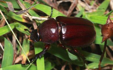 Xylotrupes mniszechi tonkinensis Minck, 1920 姬獨角仙