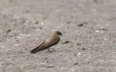 Riparia chinensis chinensis Gray, 1830 棕沙燕