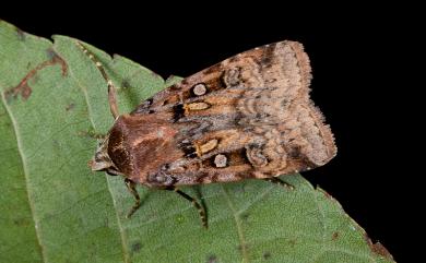 Diarsia formosensis (Hampson, 1909) 寶島歹夜蛾