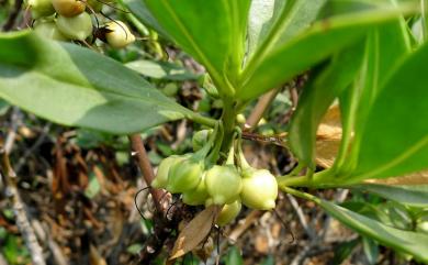 Myoporum bontioides (Siebold & Zucc.) A. Gray 苦藍盤