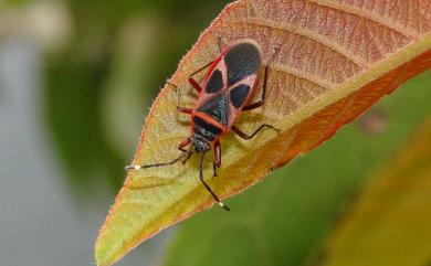 Euscopus rufipes Stål, 1870 原銳紅蝽