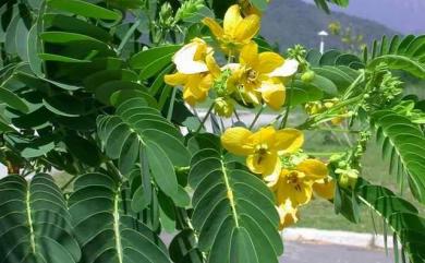 Senna × floribunda (Cav.) H.S.Irwin & Barneby 大花黃槐
