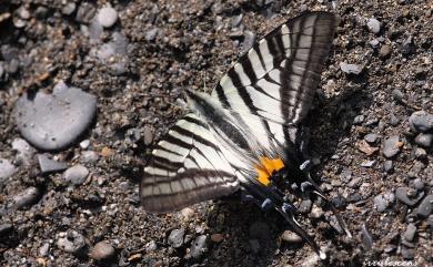 Graphium mullah chungianus (Murayama, 1961) 黑尾劍青鳳蝶