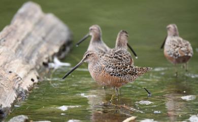 Limnodromus scolopaceus (Say, 1822) 長嘴半蹼鷸