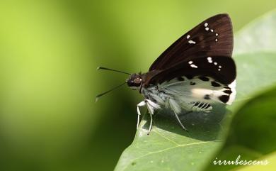 Tagiades cohaerens Mabille, 1914 白裙弄蝶