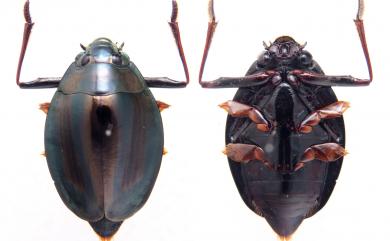 Dineutus mellyi Regimbart, 1882 梅氏圓豉甲