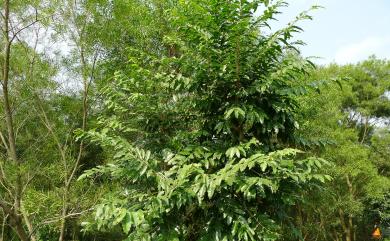 Liodendron formosanum (Kaneh. & Sasaki ex Shimada) H.Keng 臺灣假黃楊