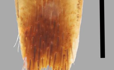 Platydracus juang Smetana, 2005 壯普拉隱翅蟲