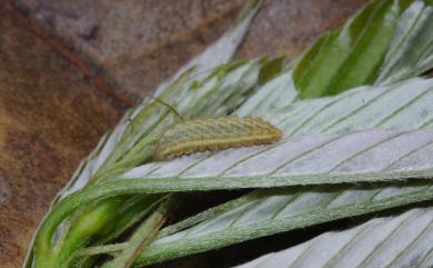 Chrysozephyrus splendidulus Murayama & Shimonoya, 1965 單線翠灰蝶