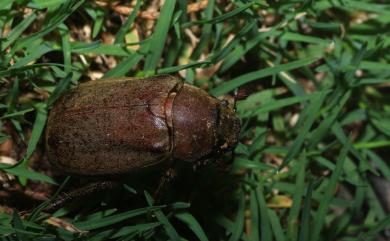 Exolontha serrulata (Gyllenhal, 1817) 鋸斑粉吹金龜