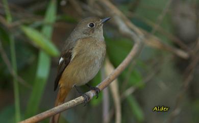 Phoenicurus auroreus auroreus (Pallas, 1776) 黃尾鴝