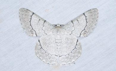 Pingasa alba alba Swinhoe, 1891 弧紋粉尺蛾