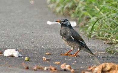 Spodiopsar cineraceus (Temminck, 1835) 灰椋鳥