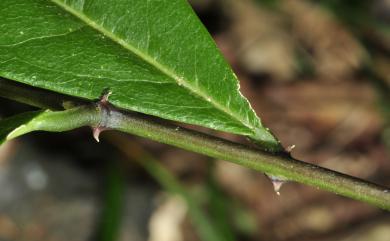 Capparis acutifolia Wight 銳葉山柑