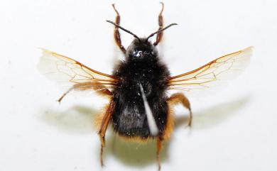 Bombus eximius Smith, 1852 精選熊蜂