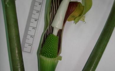 Arisaema ringens 申跋