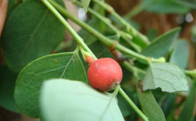 Breynia officinalis var. officinalis 紅仔珠